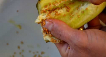 Jak sbírat semena lilku doma, technika pěstování